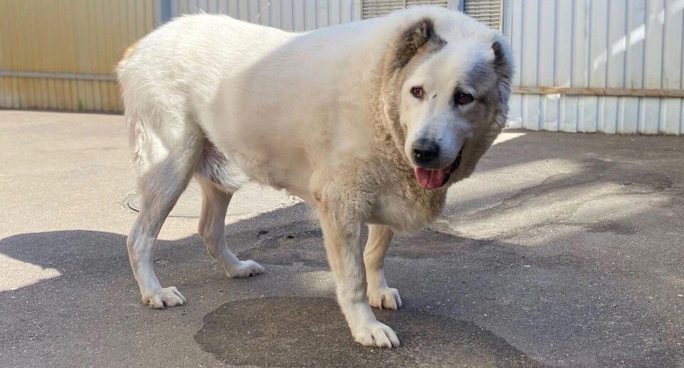    Сострадание НН / «ВКонтакте»