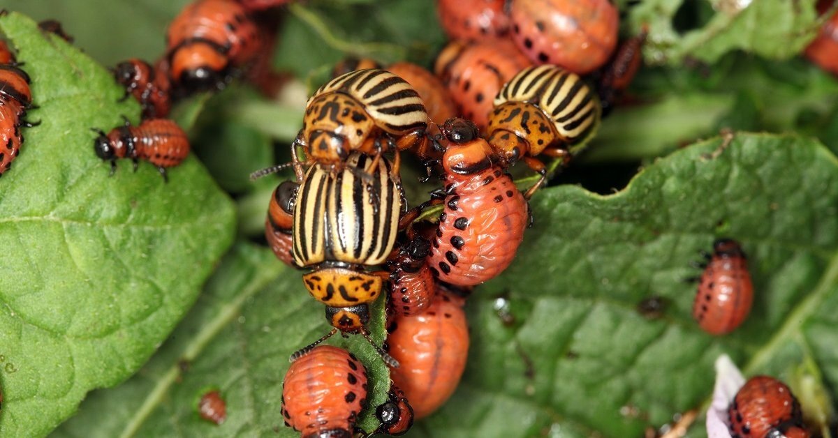 Колорадский жук с личинками на картофельной ботве.