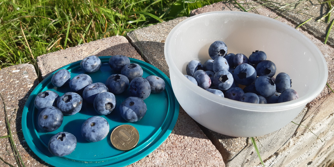 Мои первые ягоды голубики, какой сорт показал себя лучше всего.