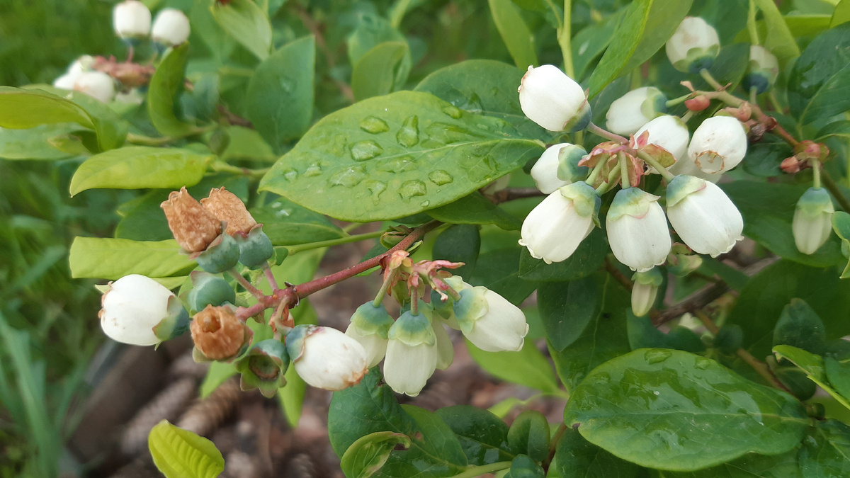 Цветки голубики превращаются в ягодки.