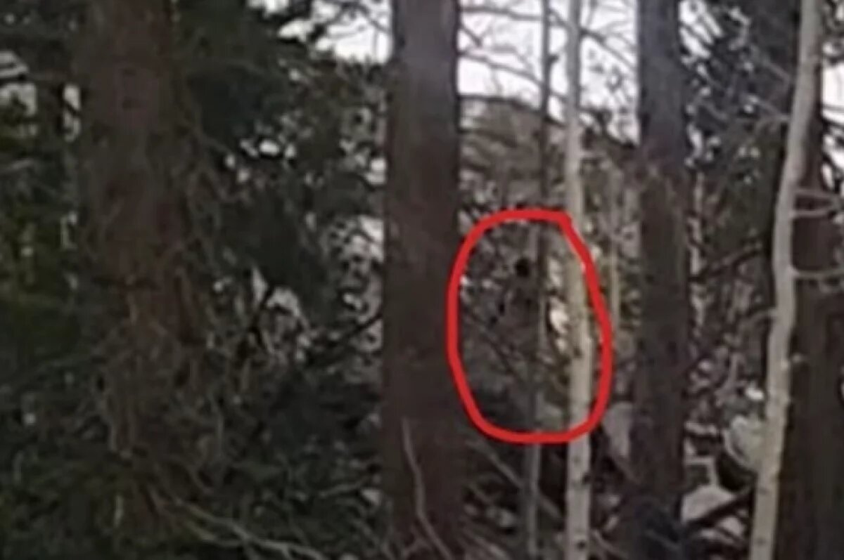    DM: снежного человека, прячущегося за деревьями, засняли в лесу США