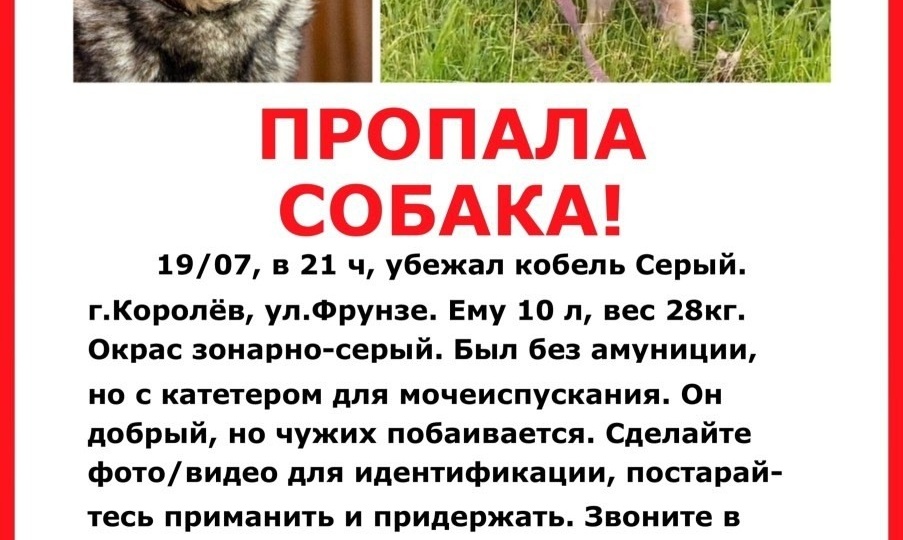 🆘 Мы продолжаем поиски Серого! 🆘