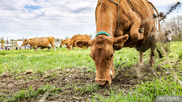     Фото: REUTERS   
 Текст: Вера Басилая