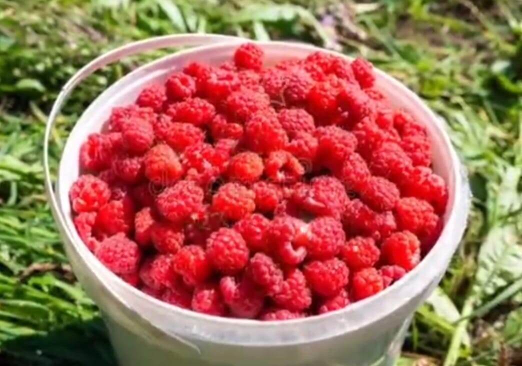 Сладость можно корректировать на своё усмотрение. Цвет напитка зависит от сорта ягод и варьируется от светло-жёлтого до красного. 