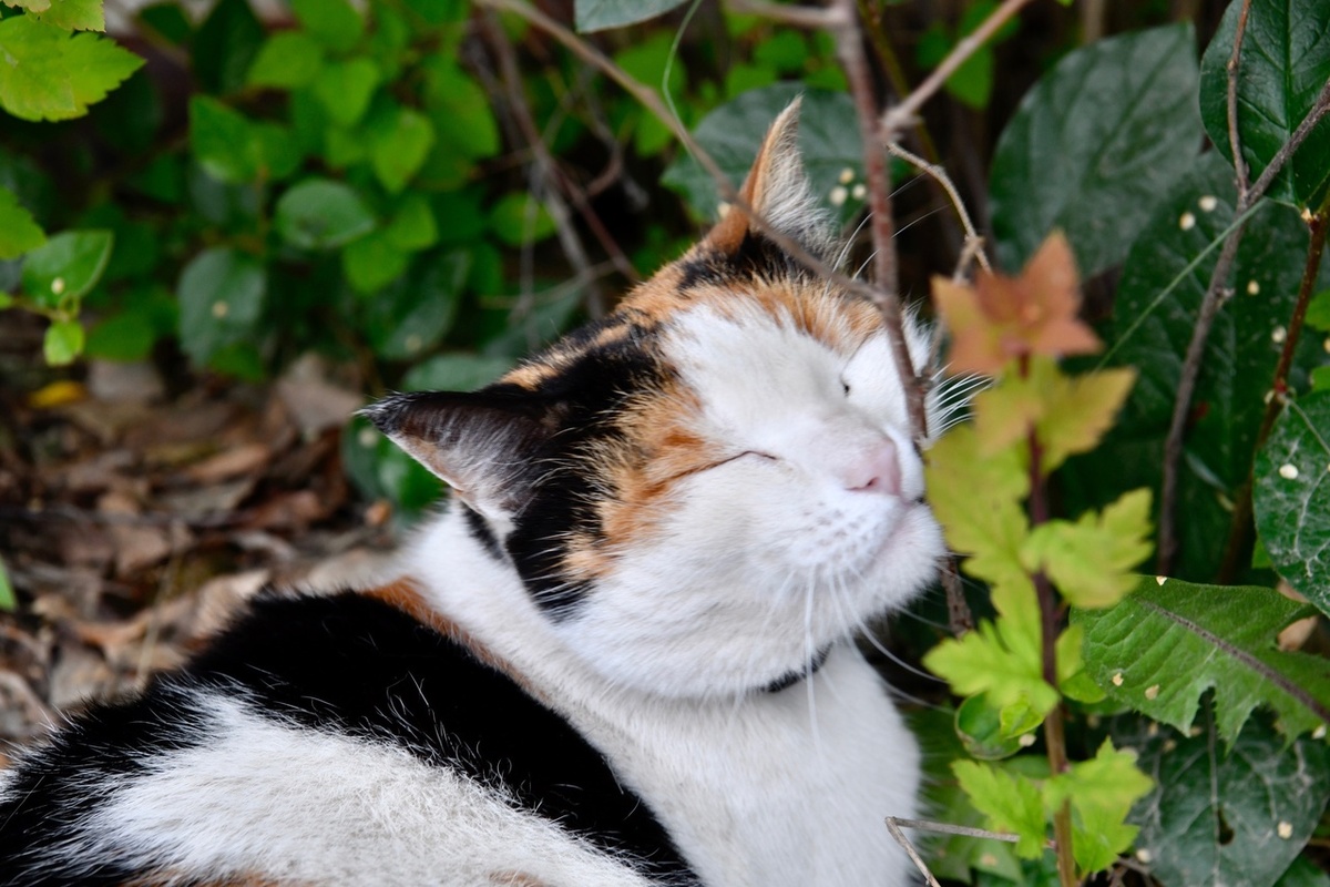    Кошка. Июль в Петрозаводске. Фото: "Республика"/Оксана Кудряшова