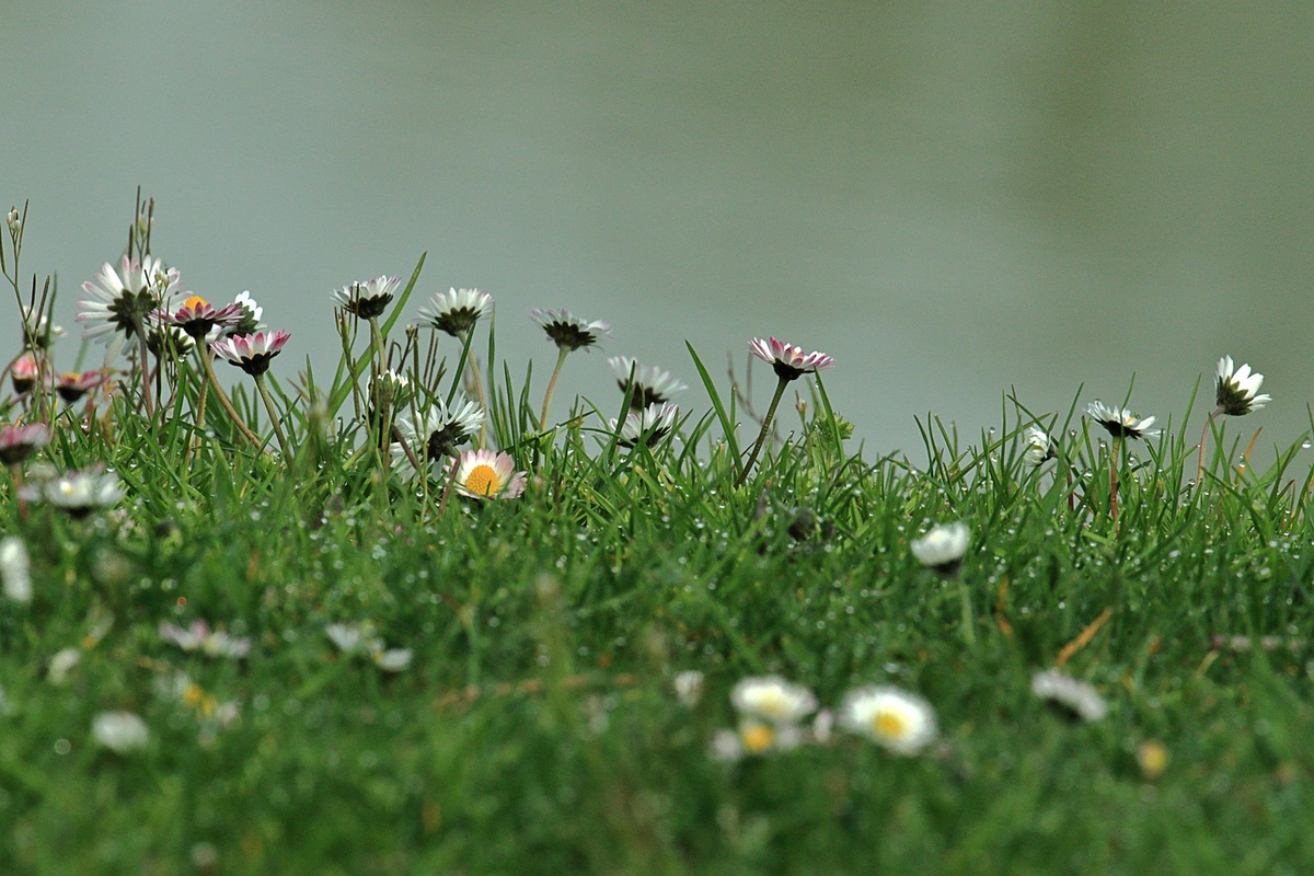 Источник: pixabay.com