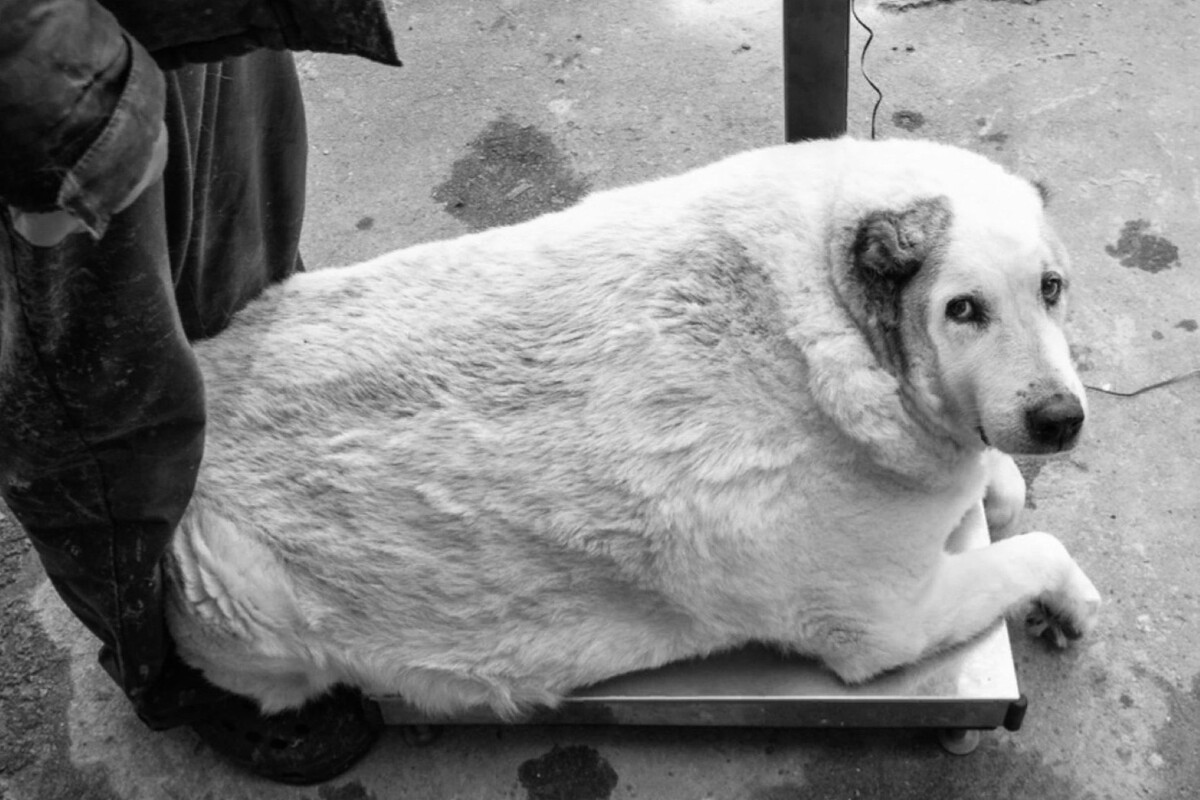    Кругетс до похудения