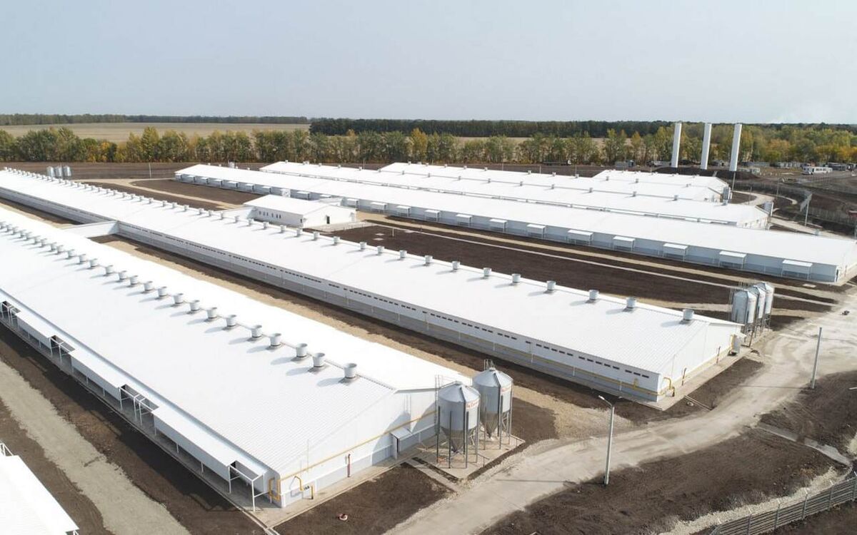    «Агроэко» запустила в Тульской области свиноводческий комплекс на 48 тыс. голов Фото: сайт ГК «Агроэко»