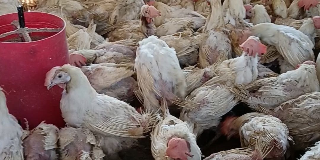 Мы купили списанных кур с птицефабрики – и вот что из этого вышло