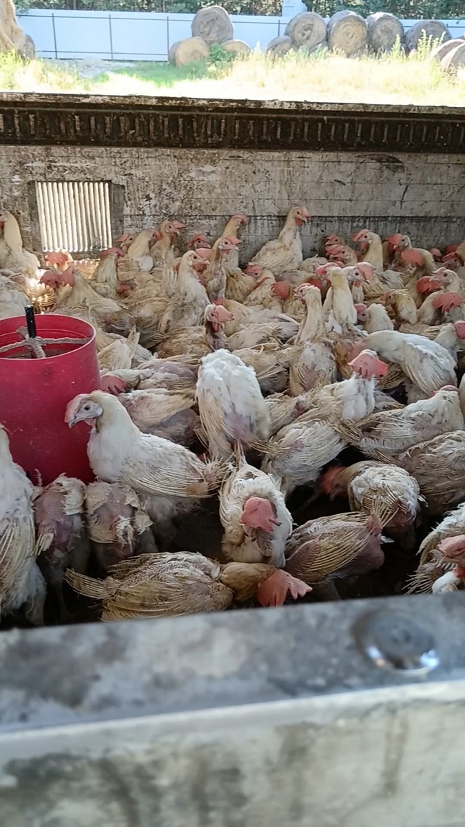 В таком состоянии списанные курицы поступают в фермерский центр