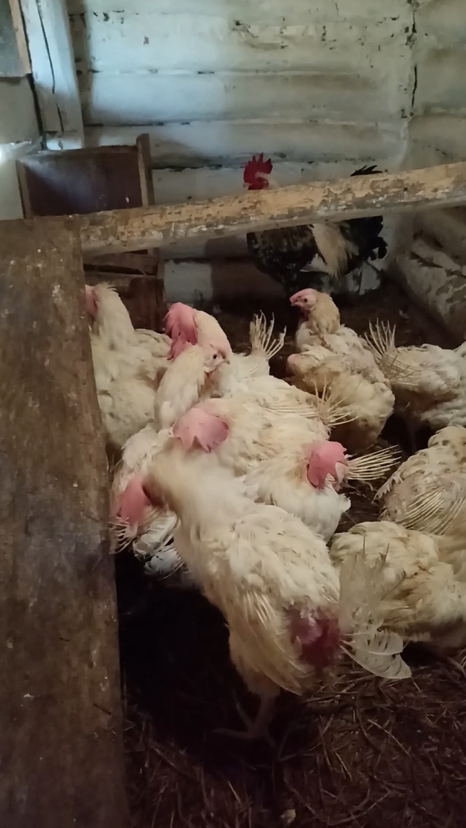 Отдельный загон для "новеньких"