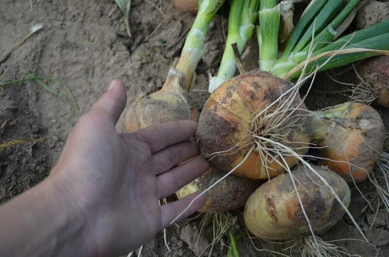 Как правильно убирать лук с грядки, чтобы урожай долго хранился зимой