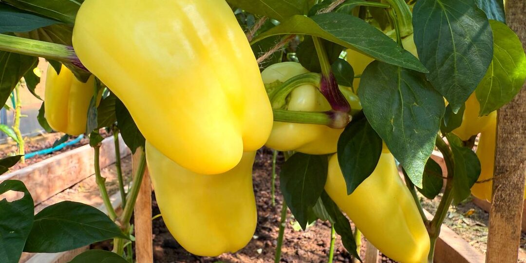 🥃🔥0,5 литра под куст и перцы зреют сразу на ветке + секреты быстрой спелости.