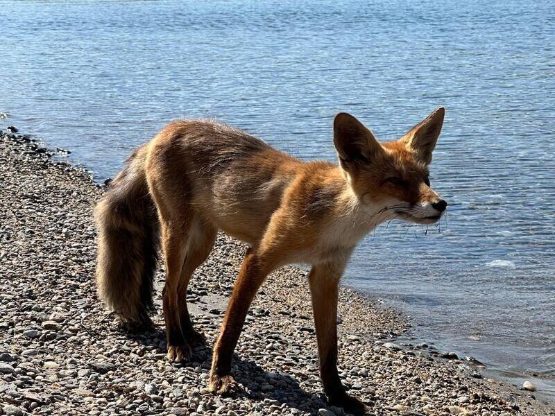 © Фото: t.me/baikalych_pro_baikal