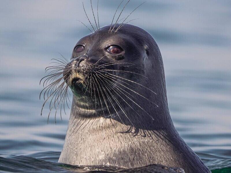 © Фото: обложка фильма «Нерпа и человек»