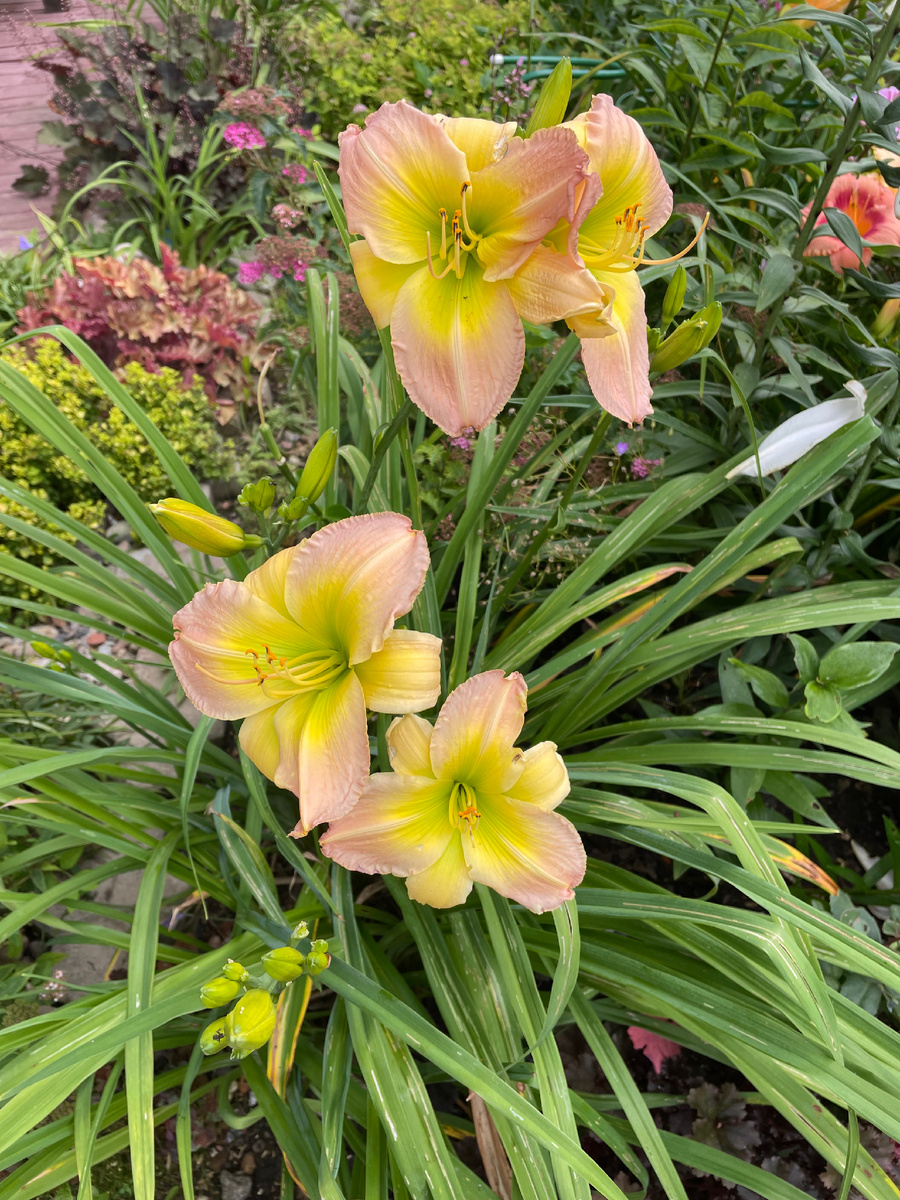 Коктейль Пати