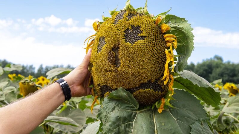     Выставка растений на Дне сибирского поля — 2025. Анна Зайкова