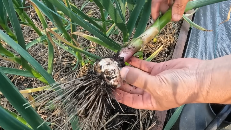 Головки действительно вырастают заметно крупнее обычных.