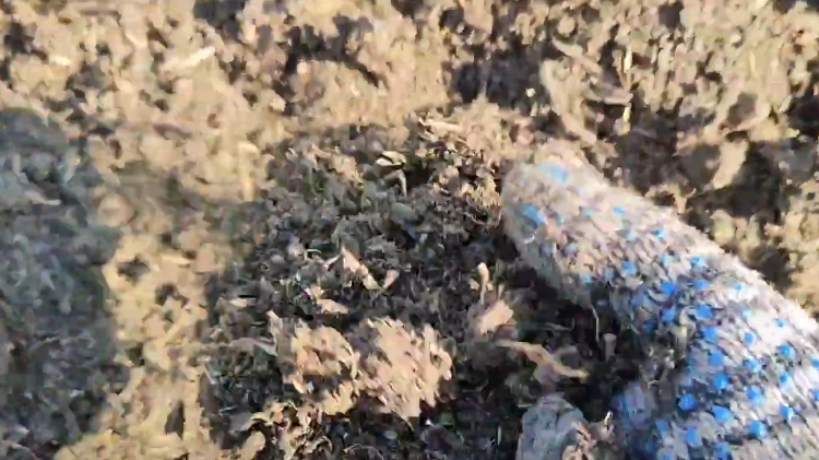 Луковые культуры могут изменять pH земли, а чеснок предпочитает нейтральную среду с показателями 6,0-7,0. 