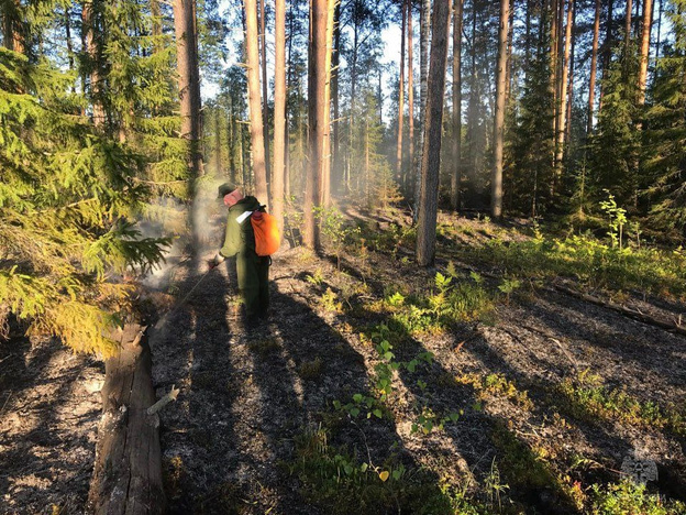    Молния стала причиной лесного пожара в Немском районе