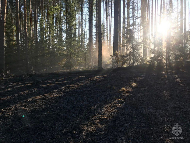    Молния стала причиной лесного пожара в Немском районе