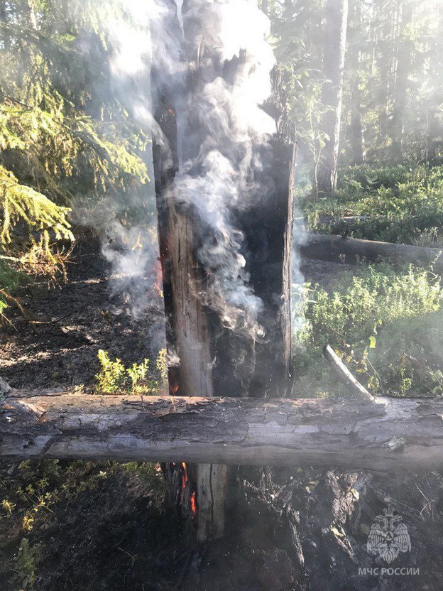   Молния стала причиной лесного пожара в Немском районе