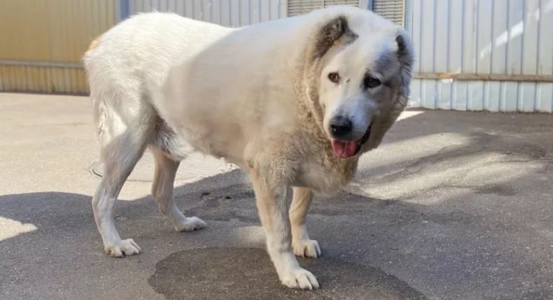 Сострадание НН/VK