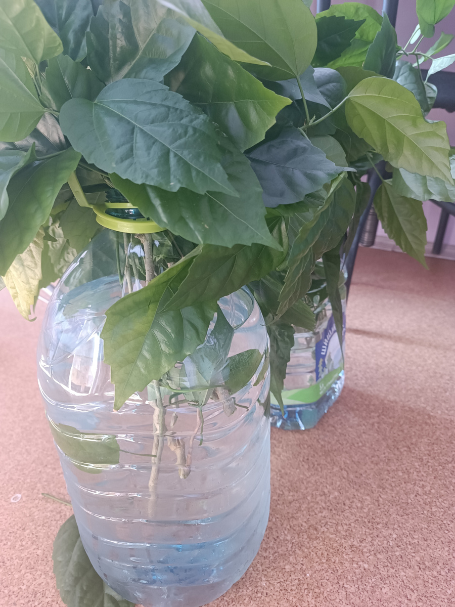 Потом в ведро переедут