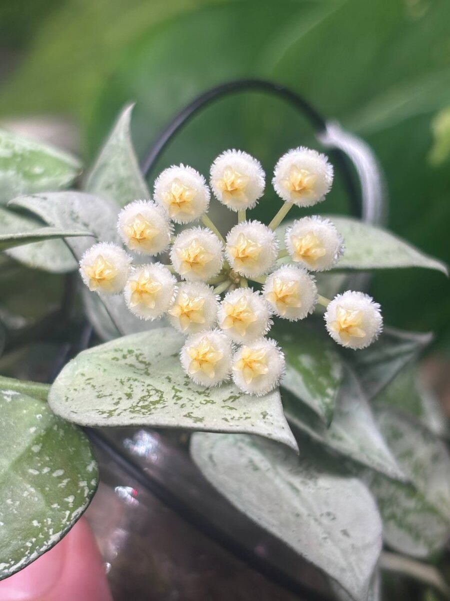 Зацвела хойя Сильвер Эскимо.