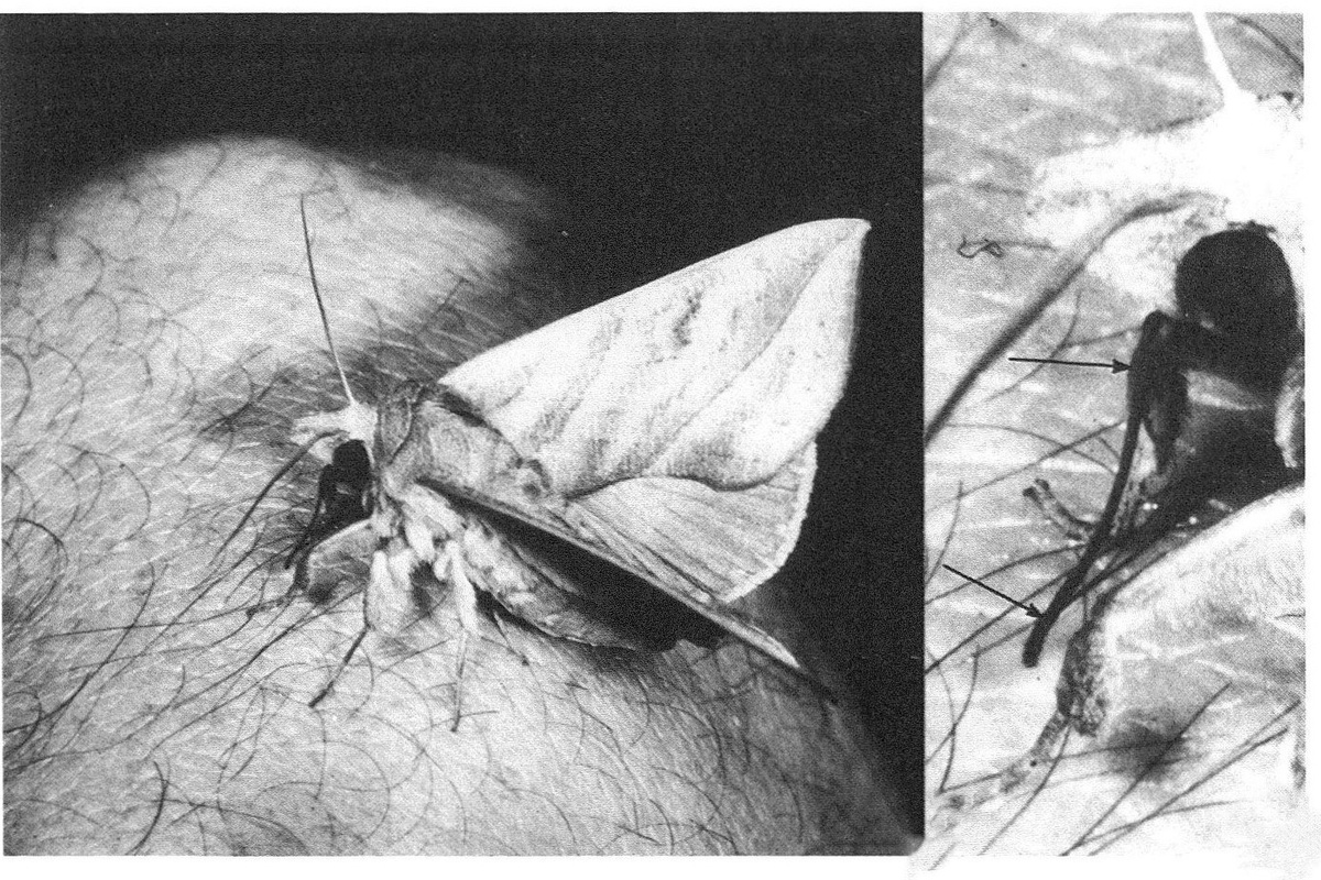 Calyptra fasciata, пьющая кровь энтомолога Ханса Бенцигера. Фото из статьи Ханса Бенцигера «Skin-piercing blood-sucking moths V: Attacks on man by 5 Calyptra spp. (Lepidoptera, Noctuidae) in S and SE Asia», 1989 г. 