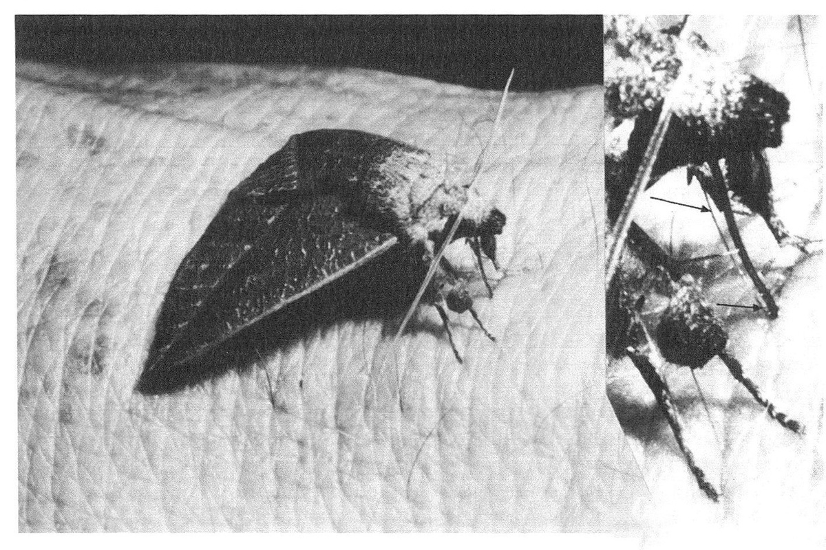 А это – уже другая бабочка, Calyptra parva. Фото из статьи Ханса Бенцигера «Skin-piercing blood-sucking moths V: Attacks on man by 5 Calyptra spp. (Lepidoptera, Noctuidae) in S and SE Asia», 1989 г.