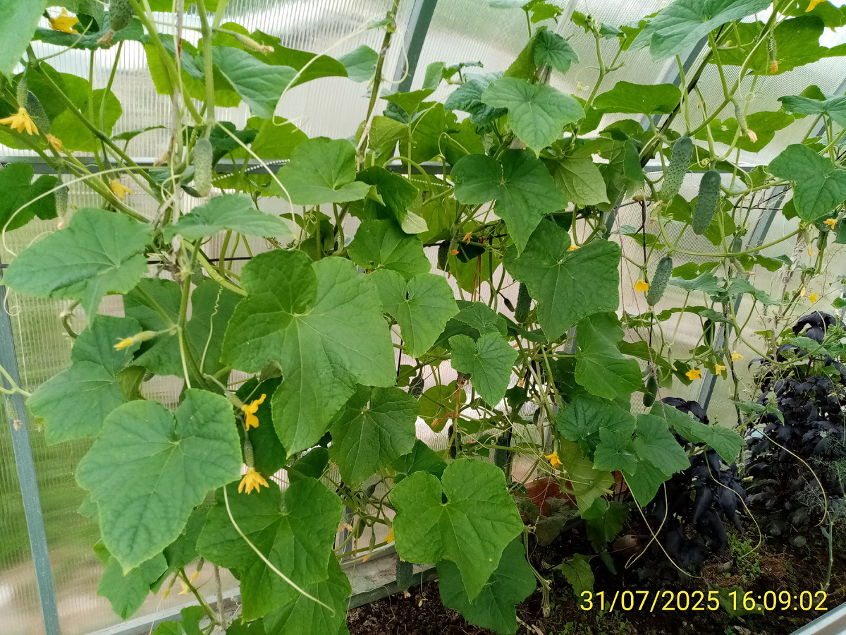 Огуречные кусты второго этапа