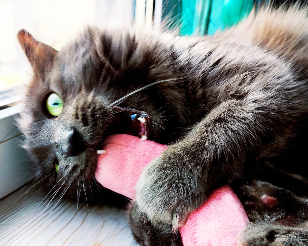 Мой кот по имени Чуня (Люцифер по паспорту) тестирует плюшевый прототип игрушки