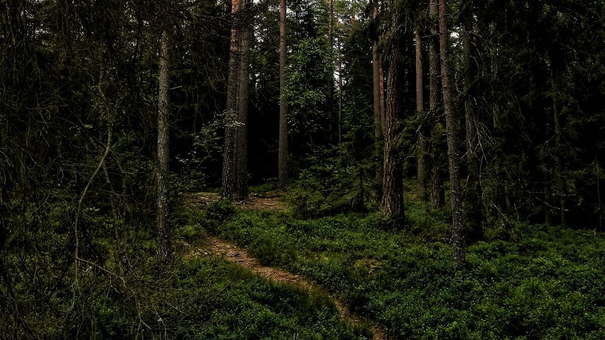 Вот примерно на такой тропинке я его и встретил. Источник: wallpaperscraft.ru