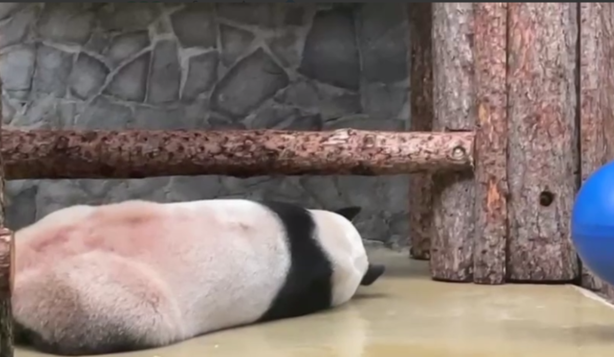     Жуи. Источник: t.me/svetlanaakulova1 Автор фото: Скриншот видео