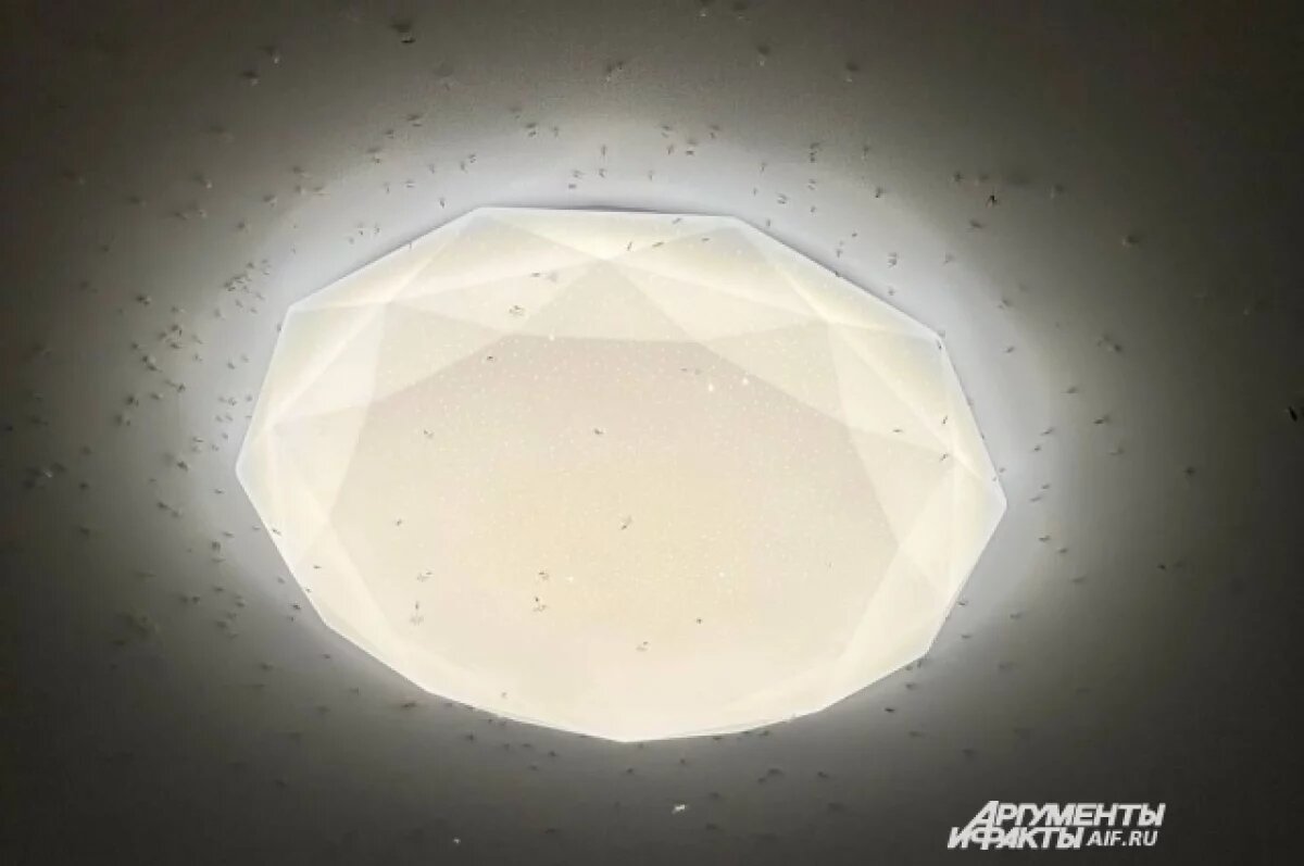    Огромный рой насекомых атаковал квартиру молодой пары в Перми