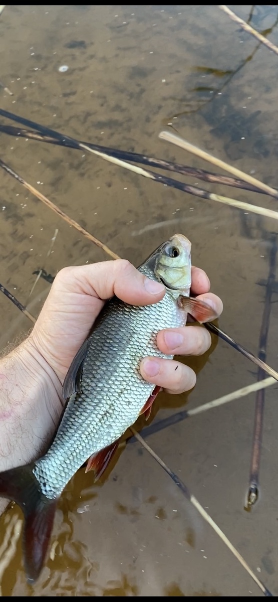 Вроде платва.