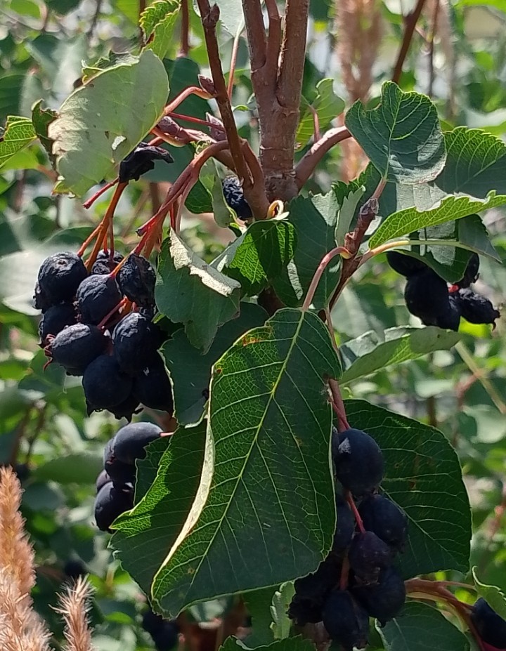 фото автора, ирга