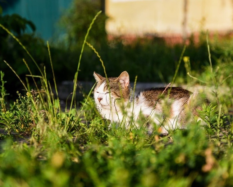     В Курской области август начнется с дождя, грозы и 28 градусов тепла