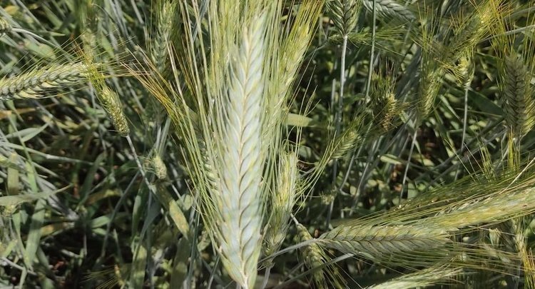    Фото: ФГБУ ЦОК АПК