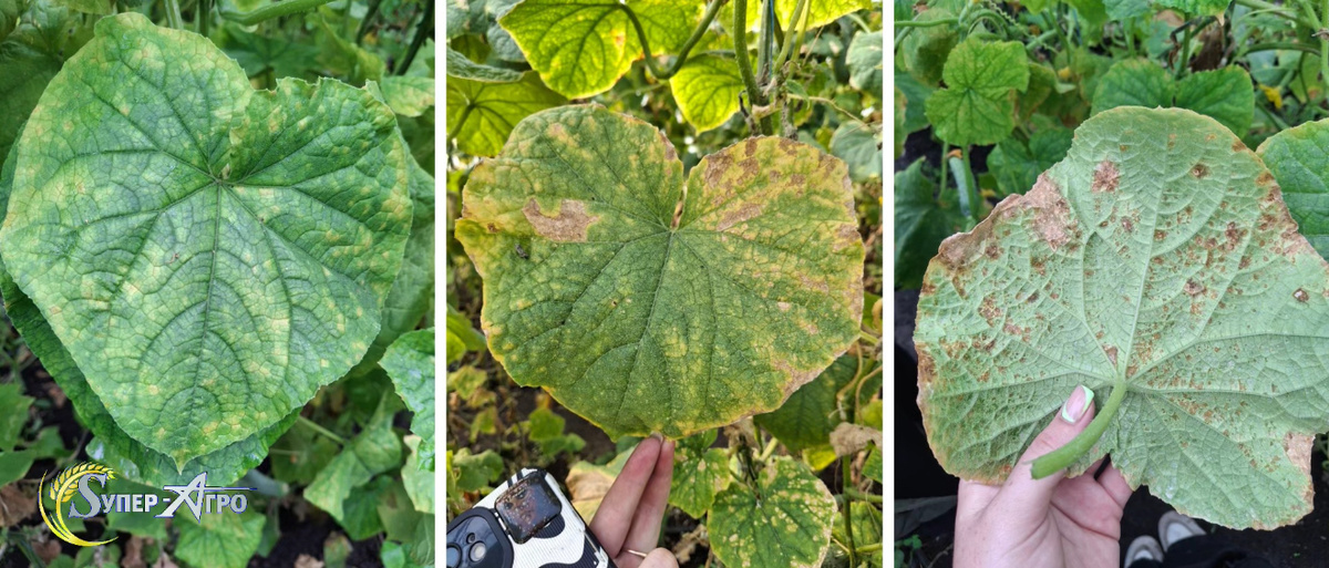 Аскохитоз огурца