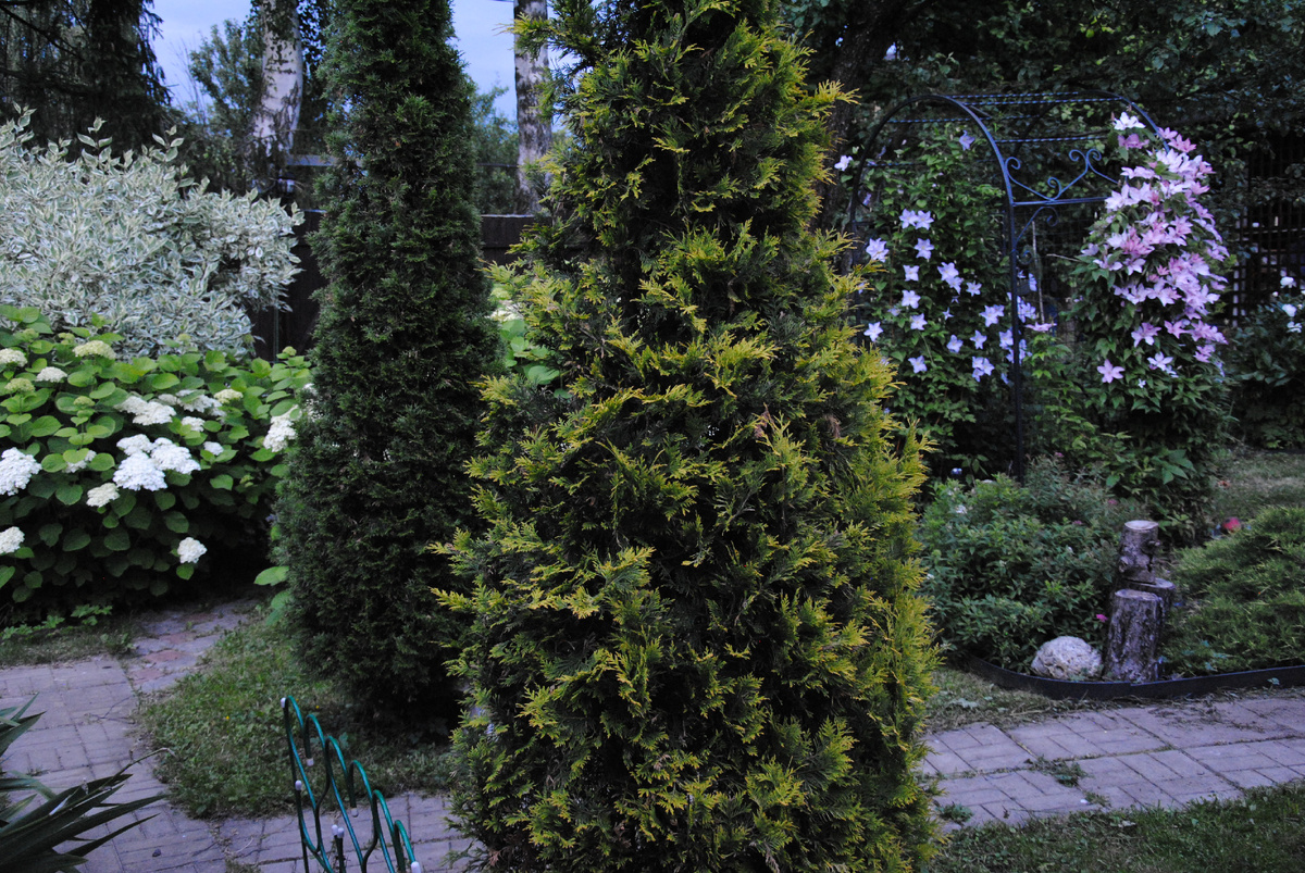 Этим туям в моем саду лет семь. Очень удачно загораживают забор, если двигаешься по основной дорожке вдоль дома.
