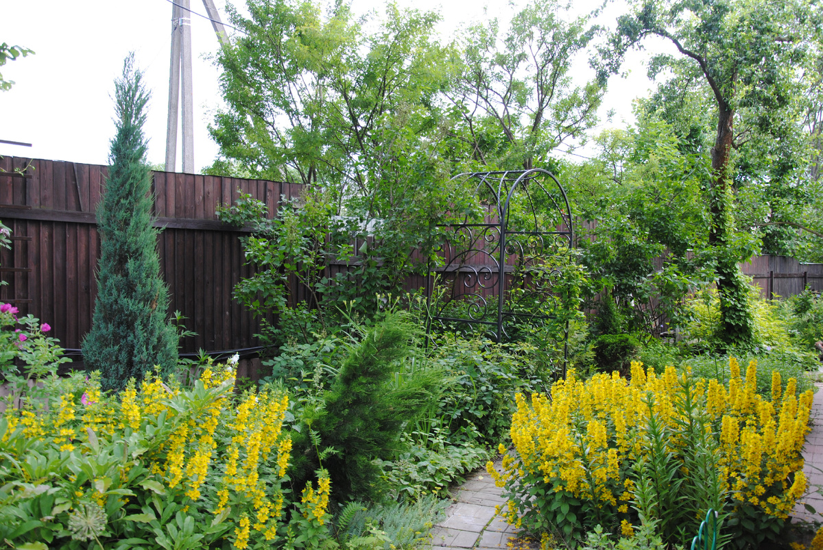 А вот этот скальный можжевельник сажала с прицелом на то, чтобы он прилично перерос забор. Но растет он ооооочень медленно