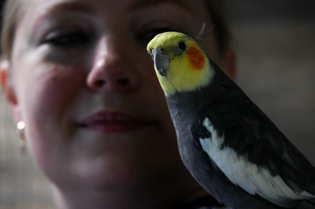 Елена Исаева и попугайчик корелла. Фото: Вера Подъячева / АСИ