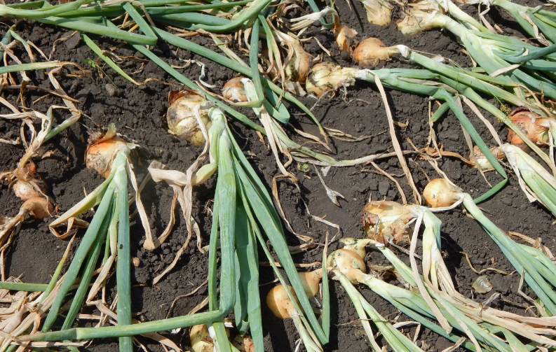 5 важных дел перед уборкой лука и почему не надо ждать полного засыхания пера