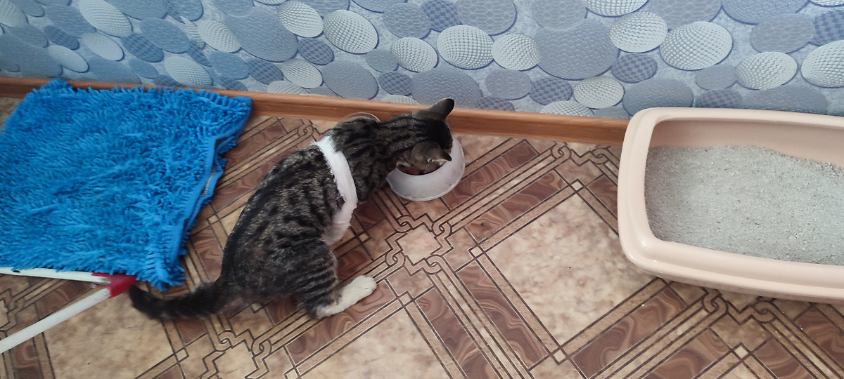 Пока Артëмке придётся пожить здесь