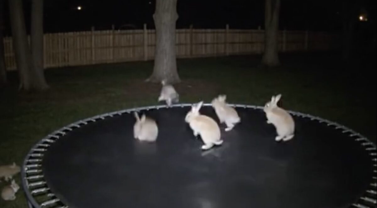 Ссылка на видео – https://vk.com/video-63122402_456240009 