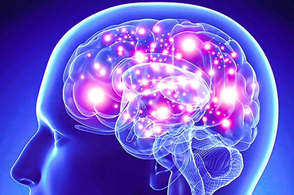 Мозг человека. Источник: https://rkob.ru/