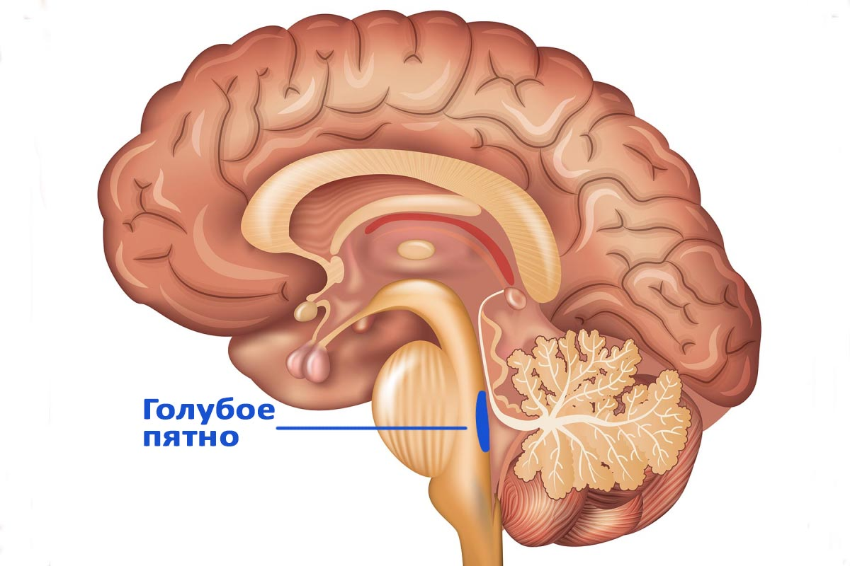 Голубое пятно в мозге. Источник: https://neuro-fitness.ru