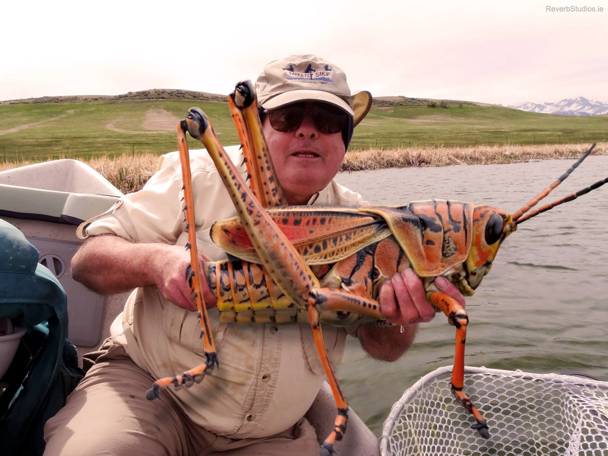 Если подружиться с саранчой, она не сожрет твой урожай. Ведь так? 